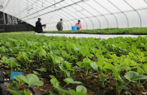 太空出差半年的農作物種子回家了，航天育種有何不同？